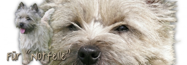 Spardose Cairn Terrier